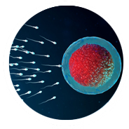 Infertility Treatment In Females