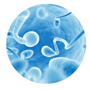 Infertility Treatment In Males